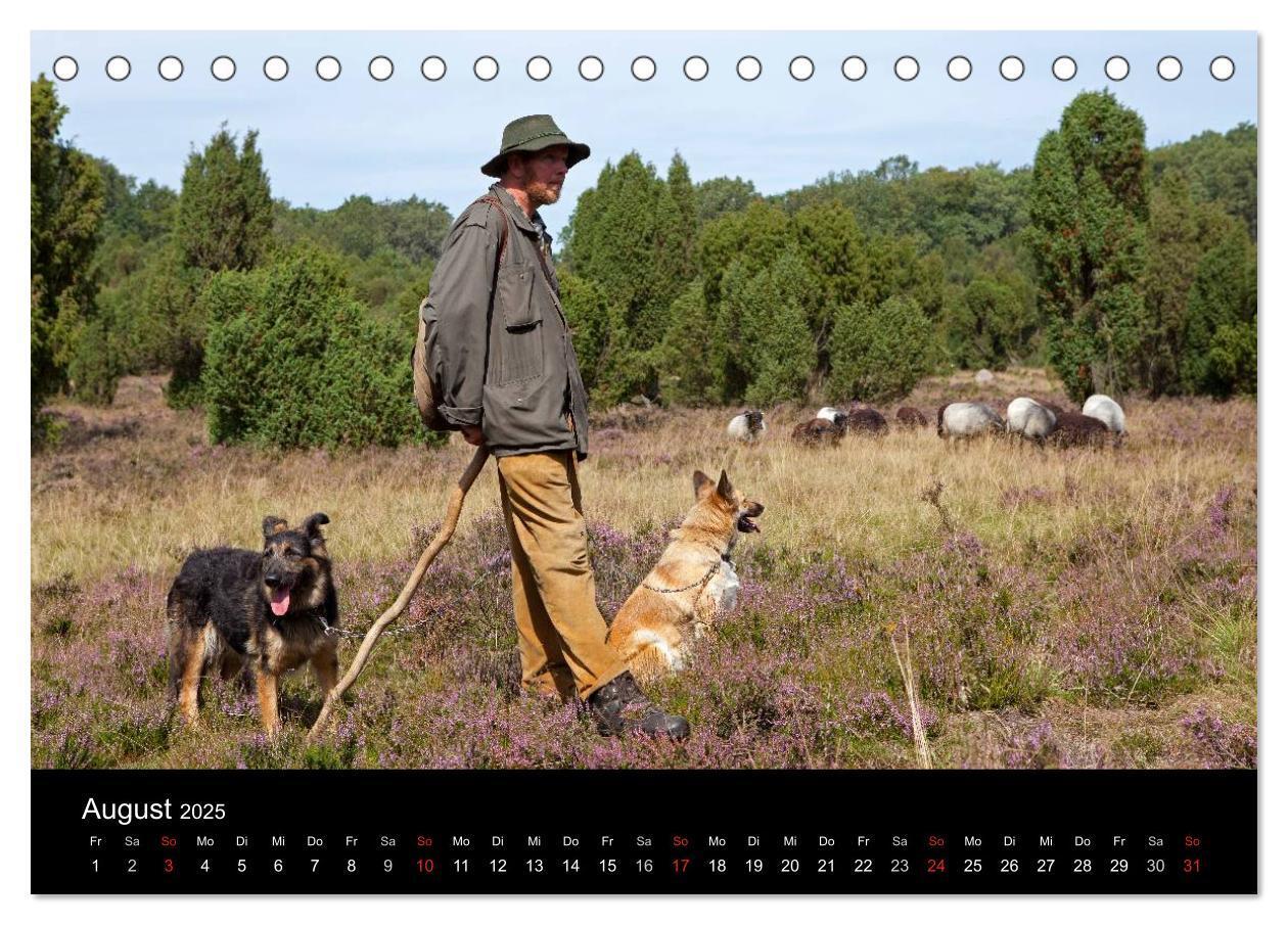 Bild: 9783435790753 | Hansestadt Lüneburg und Lüneburger Heide (Tischkalender 2025 DIN A5...