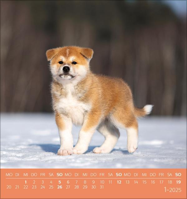 Bild: 9783731876717 | Hunde 2025 | aufstellbarer Postkartenkalender | Verlag Korsch | 13 S.