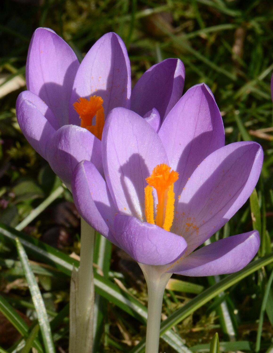 Bild: 9783968490441 | Frühblüher. Heimische Arten. | Frühlingsblumen bestimmen &amp; erkennen
