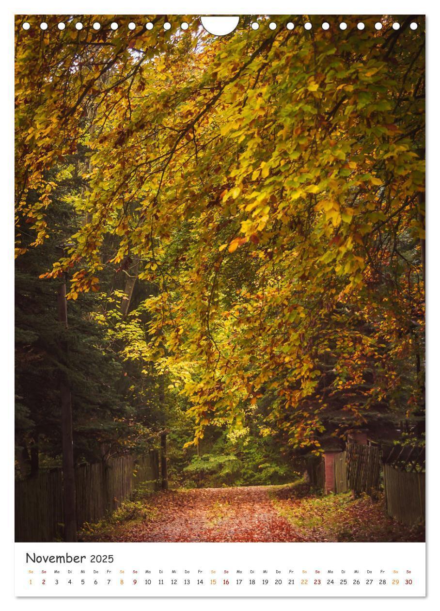 Bild: 9783435883516 | Bäume im Harz (Wandkalender 2025 DIN A4 hoch), CALVENDO Monatskalender