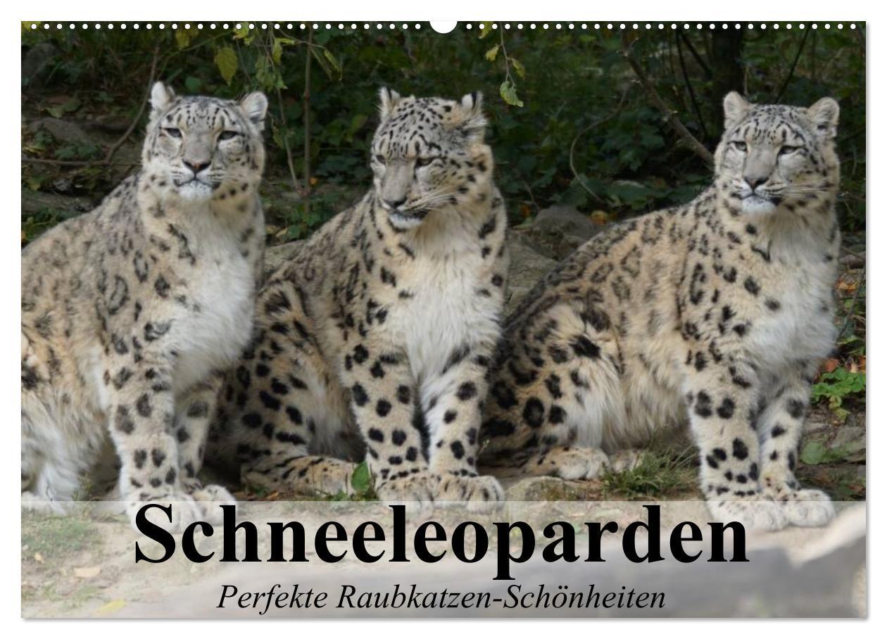 Cover: 9783435520497 | Schneeleoparden. Perfekte Raubkatzen-Schönheiten (Wandkalender 2025...