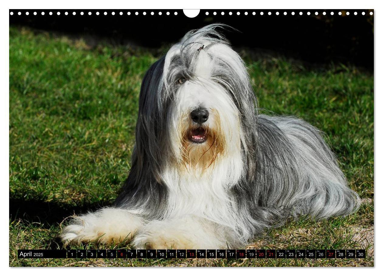 Bild: 9783435573509 | Liebenswerter Clown Bearded Collie (Wandkalender 2025 DIN A3 quer),...