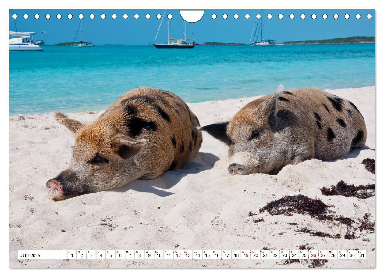 Bild: 9783435421459 | Schweine im Dauerurlaub auf den Bahamas! (Wandkalender 2025 DIN A4...