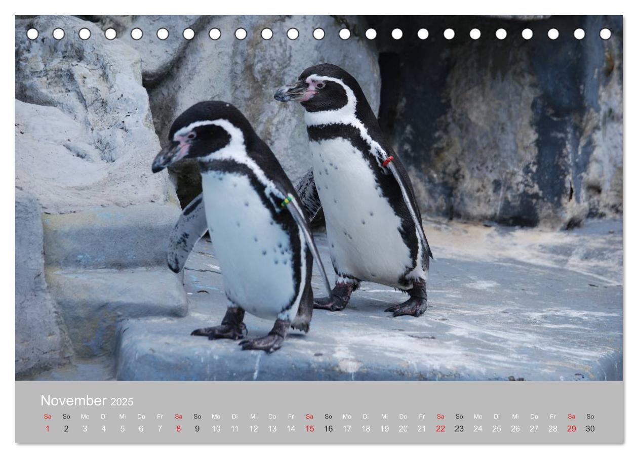 Bild: 9783435789092 | Pinguine 2025 (Tischkalender 2025 DIN A5 quer), CALVENDO...