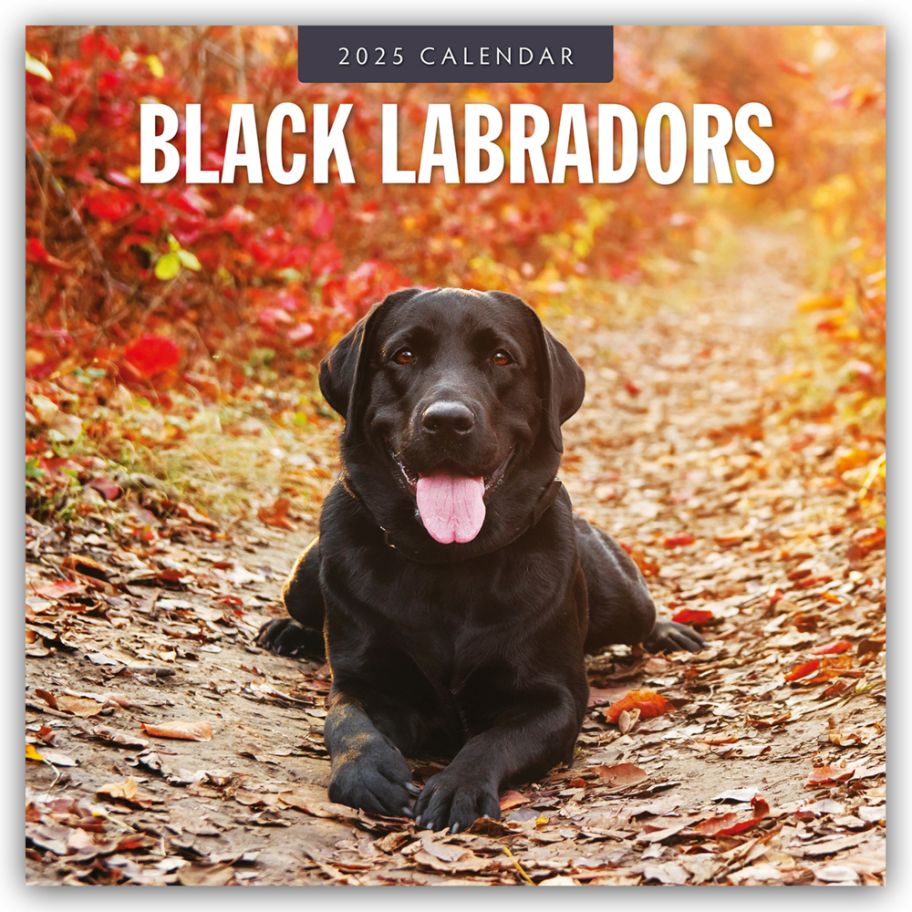 Cover: 9781804424315 | Black Labrador Retrievers - Schwarze Labrador Retriever 2025 -...