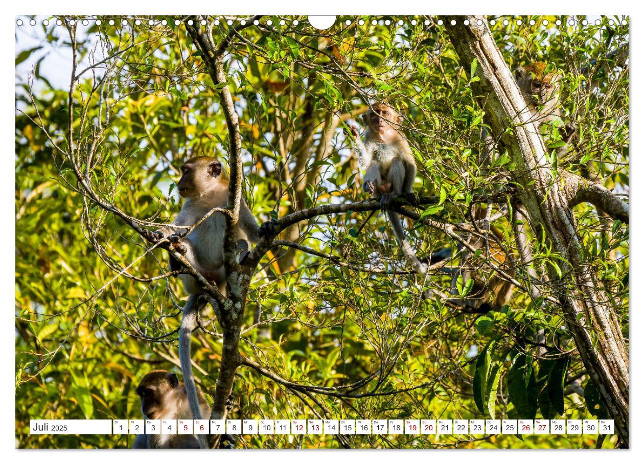 Bild: 9783457151044 | Gunung Leuser Nationalpark Sumatra (Wandkalender 2025 DIN A3 quer),...