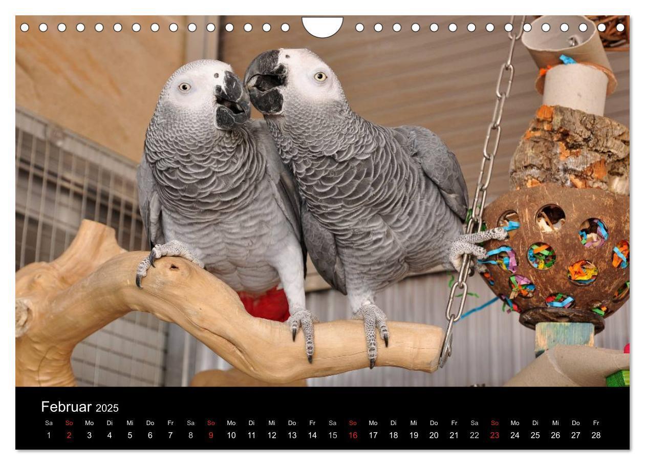 Bild: 9783435626694 | Graupapageien zum Verlieben (Wandkalender 2025 DIN A4 quer),...