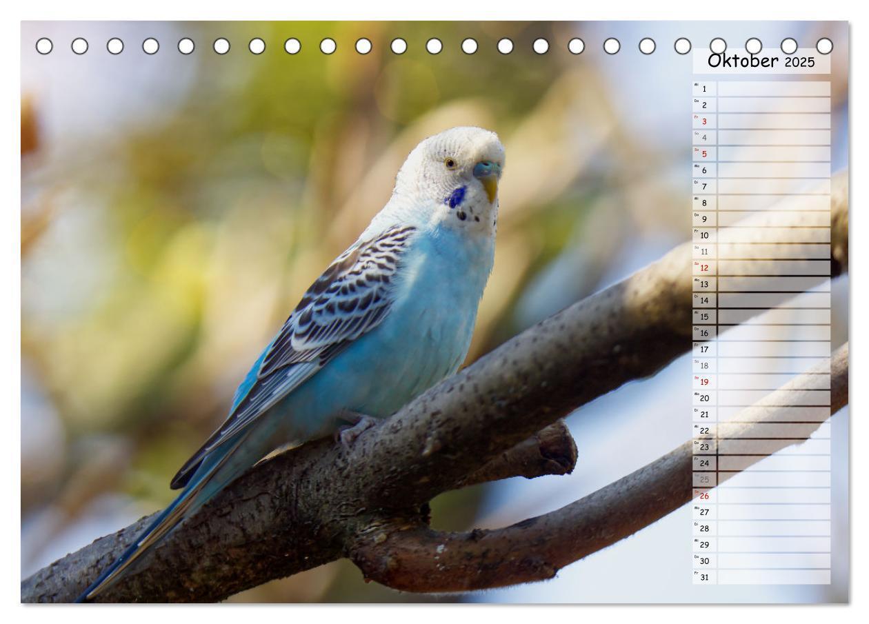 Bild: 9783383890352 | Zauberhafte Wellensittiche (Tischkalender 2025 DIN A5 quer),...