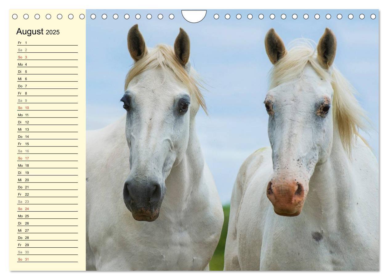 Bild: 9783435545544 | Traumpferd Lipizzaner (Wandkalender 2025 DIN A4 quer), CALVENDO...