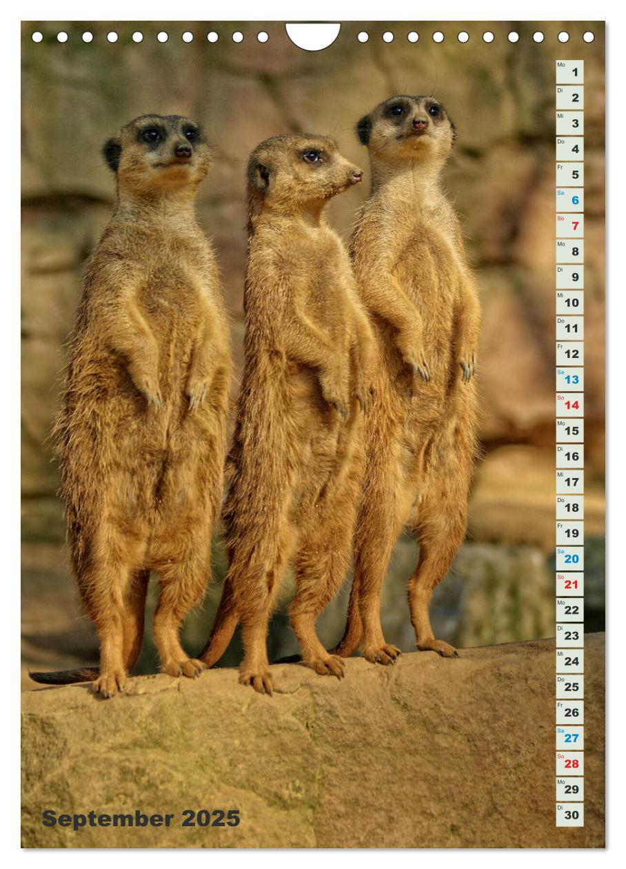 Bild: 9783457090060 | Erdmännchen-Meerkats-Surikate (Wandkalender 2025 DIN A4 hoch),...