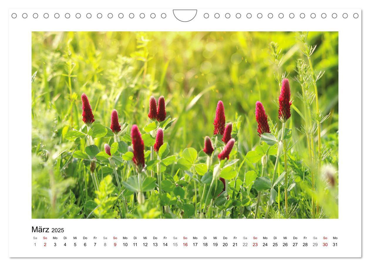 Bild: 9783435078158 | Mein Sehnsuchtsort, die Blumenwiese (Wandkalender 2025 DIN A4...