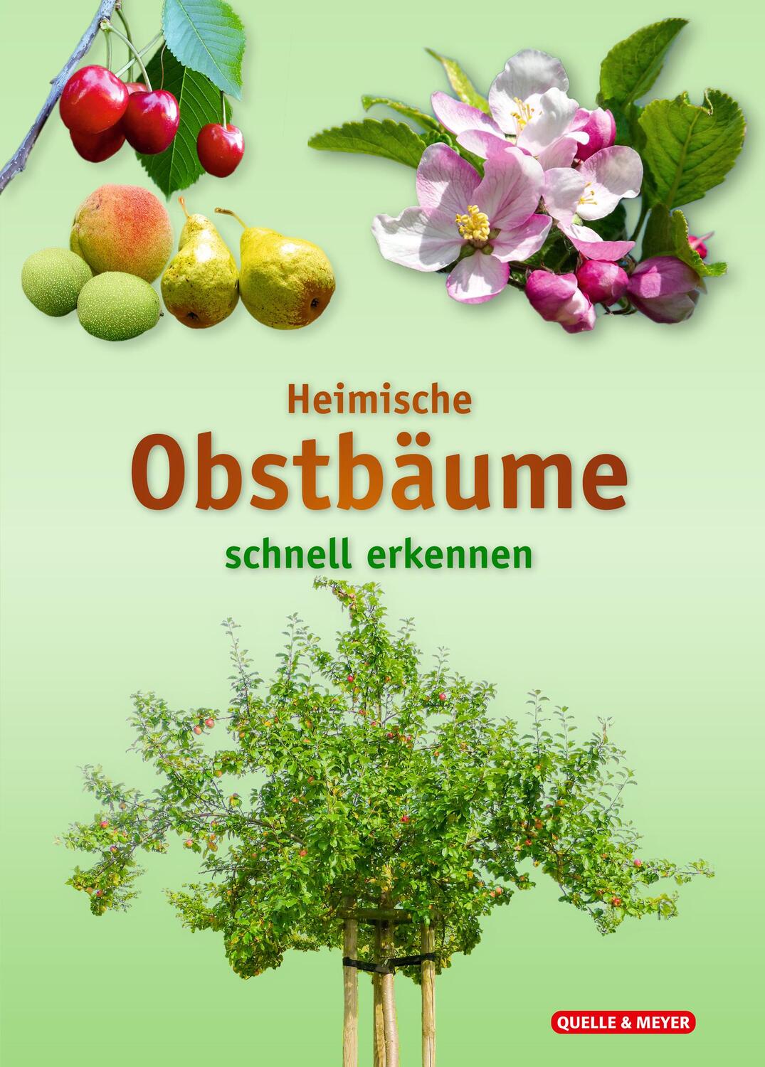 Cover: 9783494019499 | Heimische Obstbäume | schnell erkennen | Quelle & Meyer Verlag | Buch