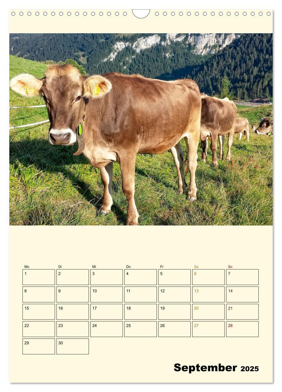 Bild: 9783435903993 | Glückliche Bergkühe (Wandkalender 2025 DIN A3 hoch), CALVENDO...