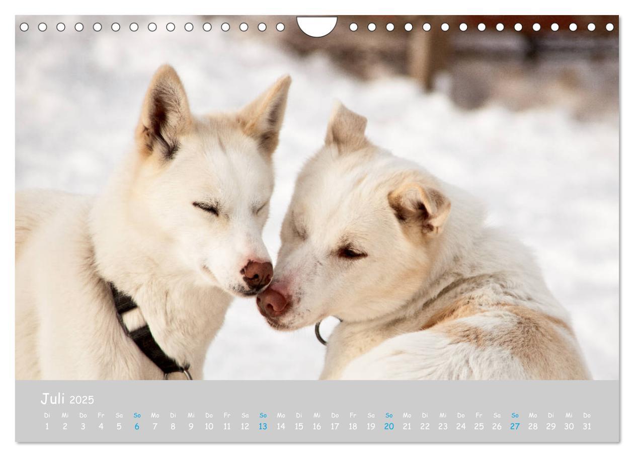 Bild: 9783435448890 | Alaskan Huskies (Wandkalender 2025 DIN A4 quer), CALVENDO...