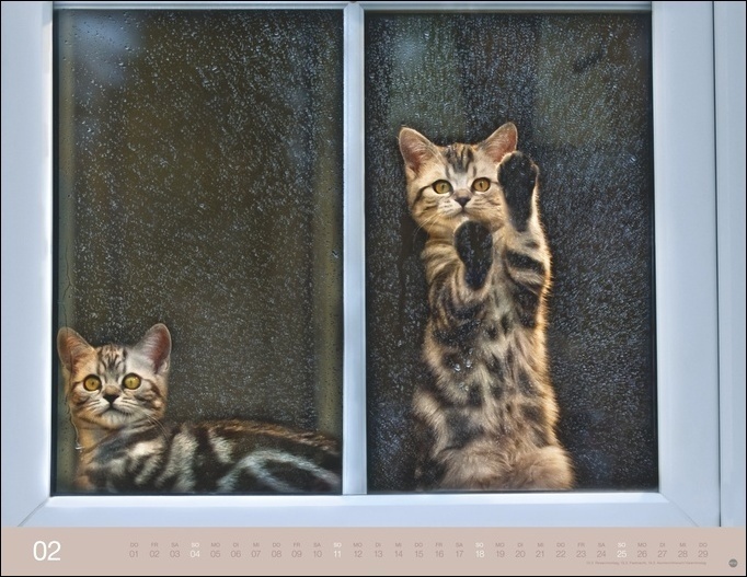 Bild: 9783756402946 | Katzenkalender 2024. Wandkalender mit 12 traumhaft schönen Fotos...