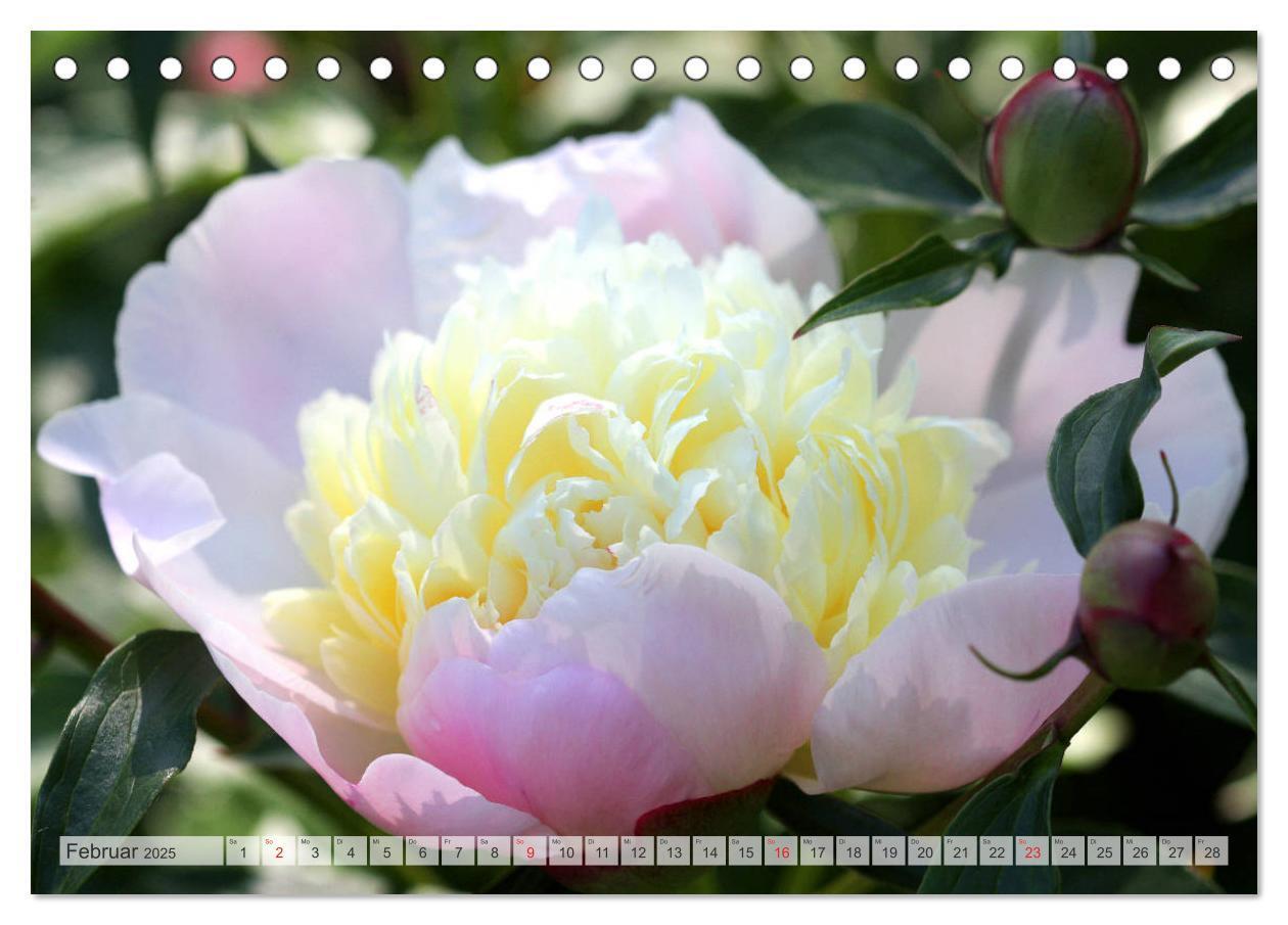 Bild: 9783435283996 | PFINGSTROSEN Rosen ohne Dornen (Tischkalender 2025 DIN A5 quer),...