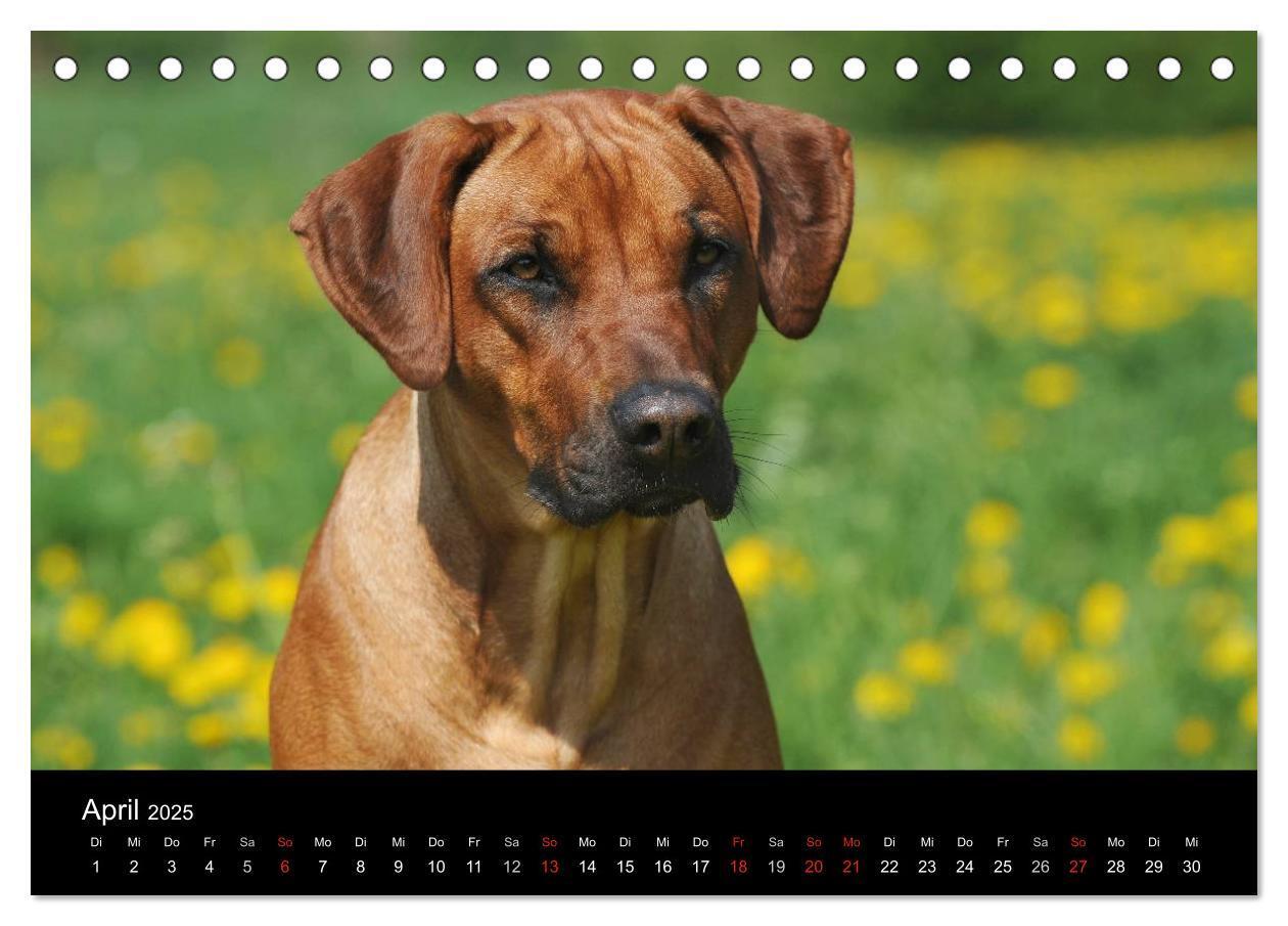 Bild: 9783435758890 | Rhodesian Ridgeback 2025 (Tischkalender 2025 DIN A5 quer), CALVENDO...