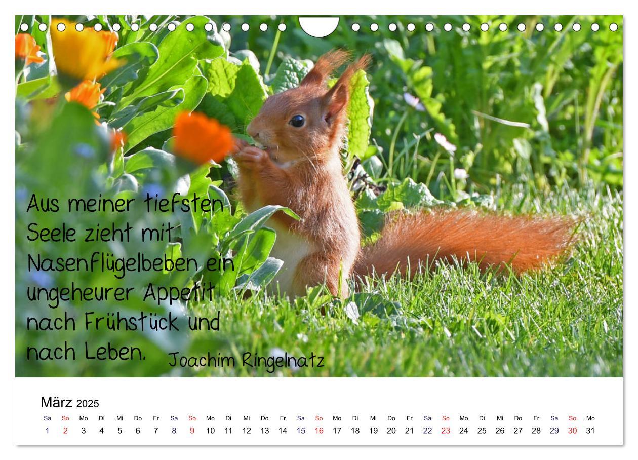 Bild: 9783435434244 | Der literarische Eichhörnchen-Kalender (Wandkalender 2025 DIN A4...