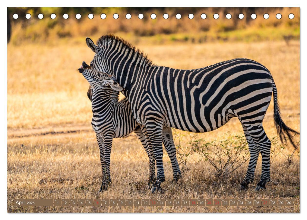 Bild: 9783435312283 | Wildlife Sambia (Tischkalender 2025 DIN A5 quer), CALVENDO...