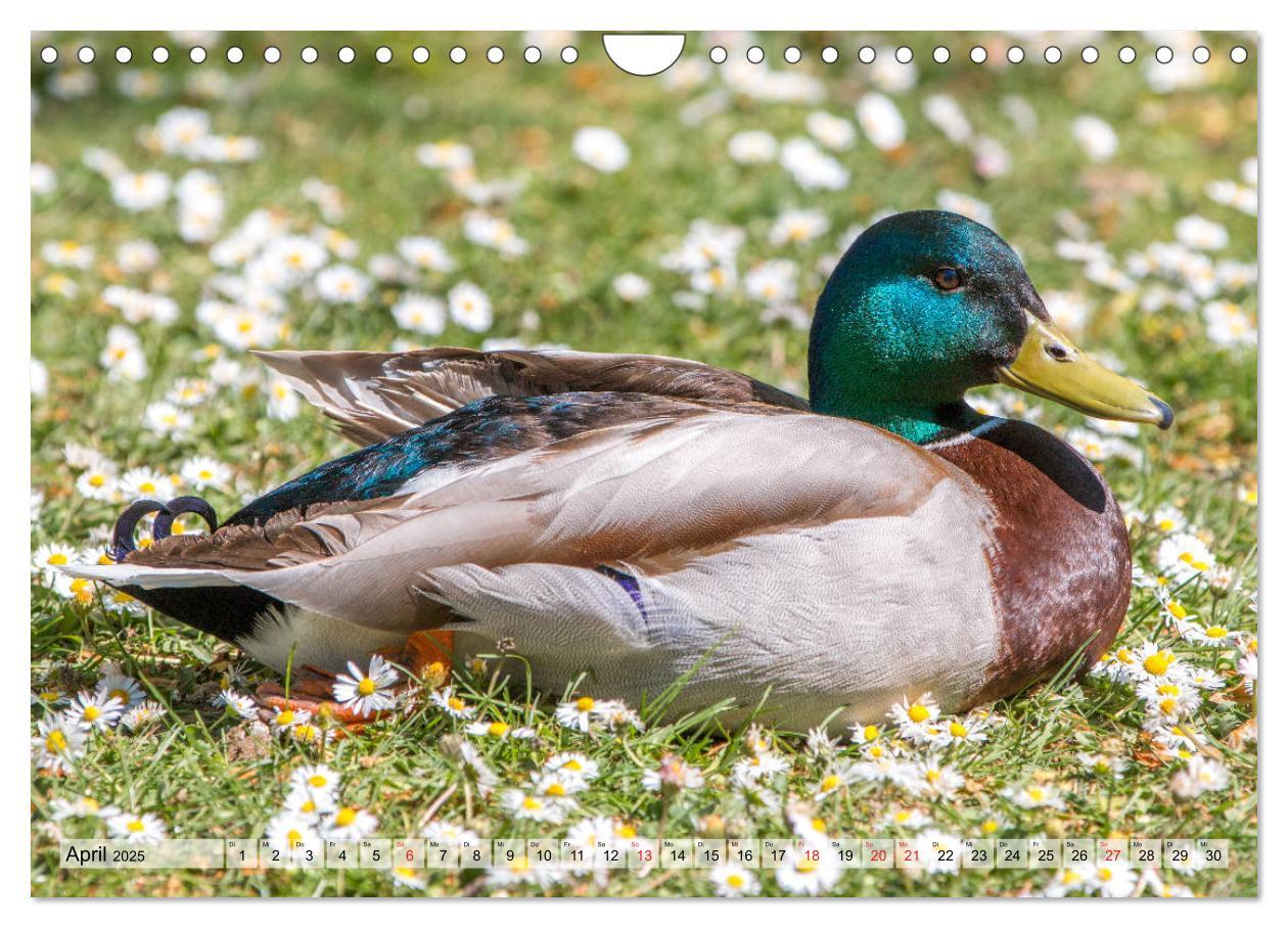 Bild: 9783435116225 | Wunderschöne Stockenten - Europäische Wasservögel (Wandkalender...