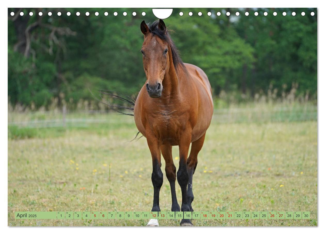 Bild: 9783383946257 | Faszination Trakehner (Wandkalender 2025 DIN A4 quer), CALVENDO...