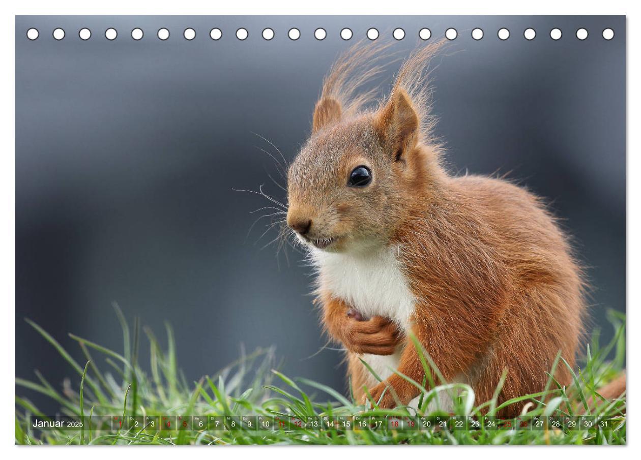 Bild: 9783435344178 | Eichhörnchen Luna und ihre Kinder (Tischkalender 2025 DIN A5 quer),...