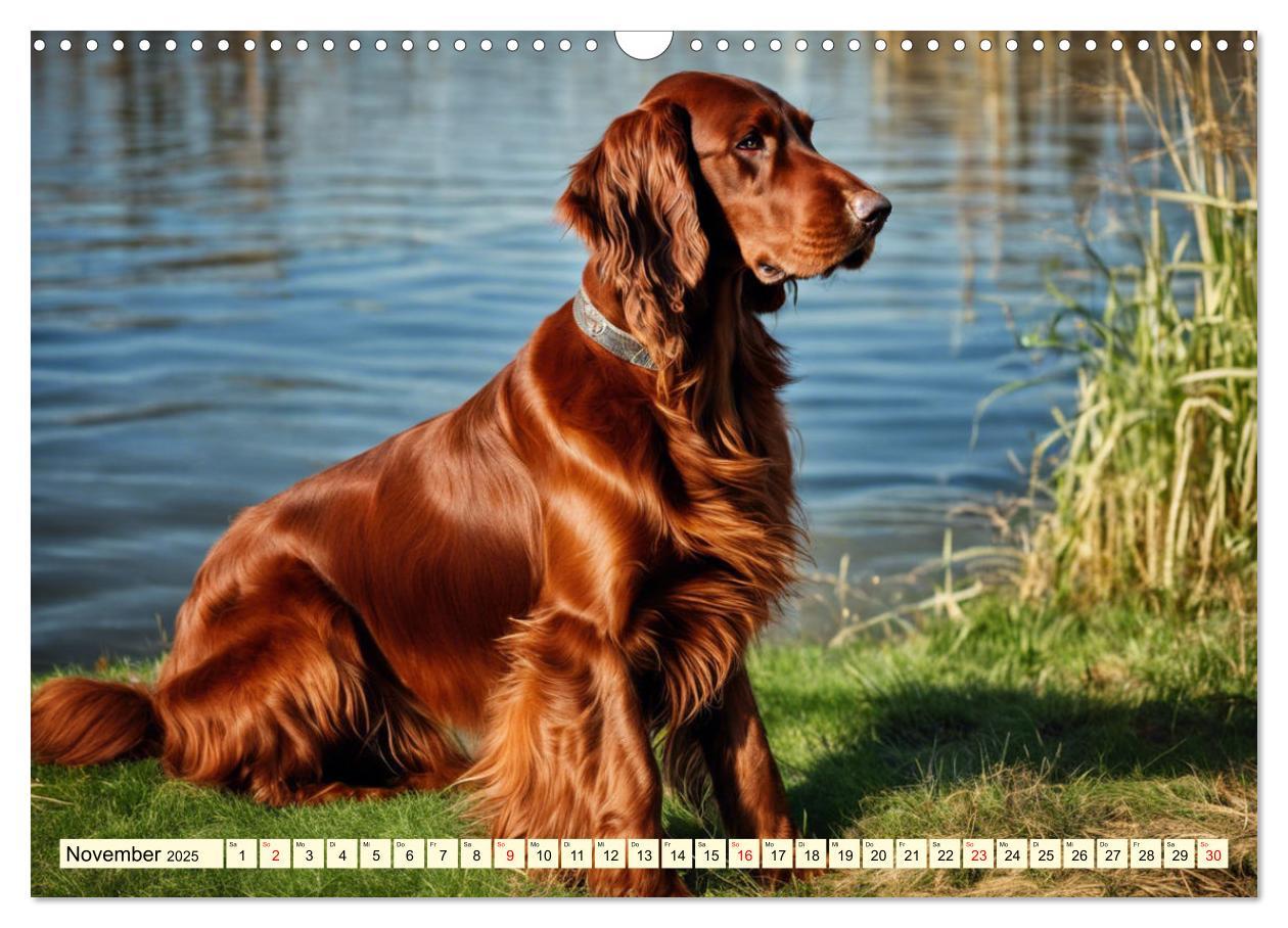 Bild: 9783435011728 | Irish Setter - Anmut pur (Wandkalender 2025 DIN A3 quer), CALVENDO...