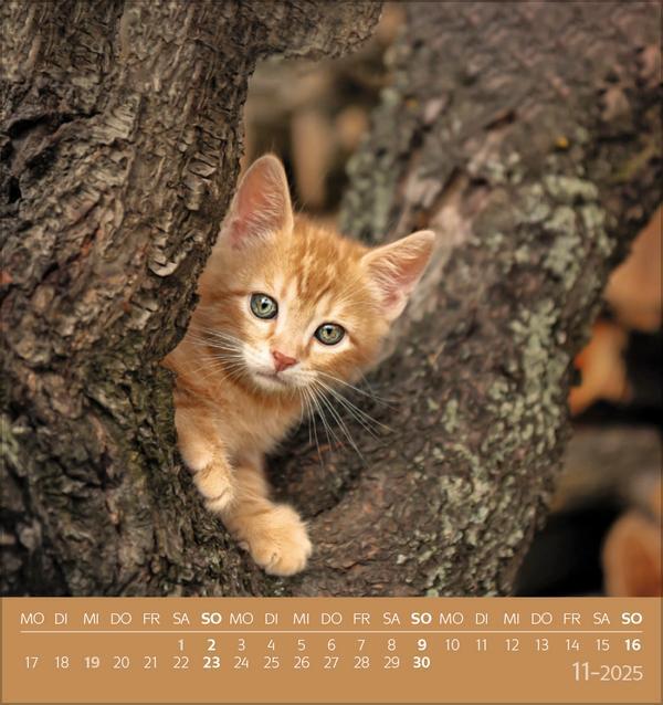 Bild: 9783731876724 | Schmusekatzen 2025 | aufstellbarer Postkartenkalender | Verlag Korsch