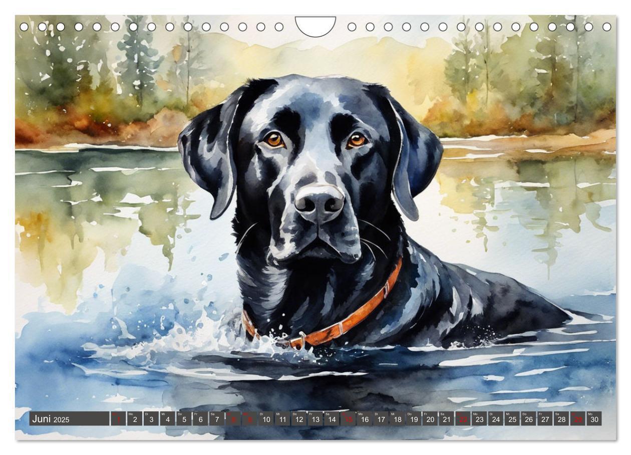 Bild: 9783383822575 | Voller Kraft und Energie - Labrador-Retriever (Wandkalender 2025...