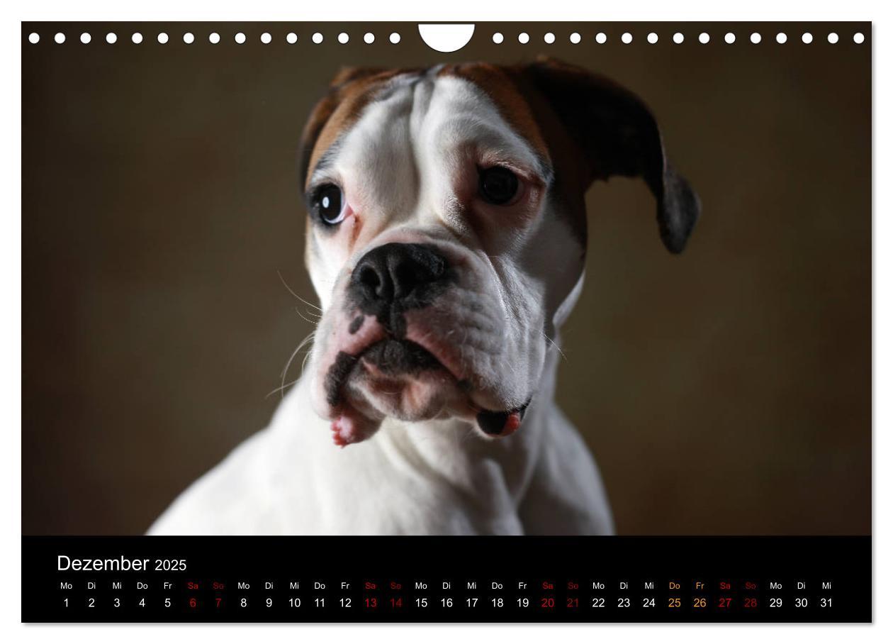 Bild: 9783435436675 | Liebenswerte Boxer (Wandkalender 2025 DIN A4 quer), CALVENDO...