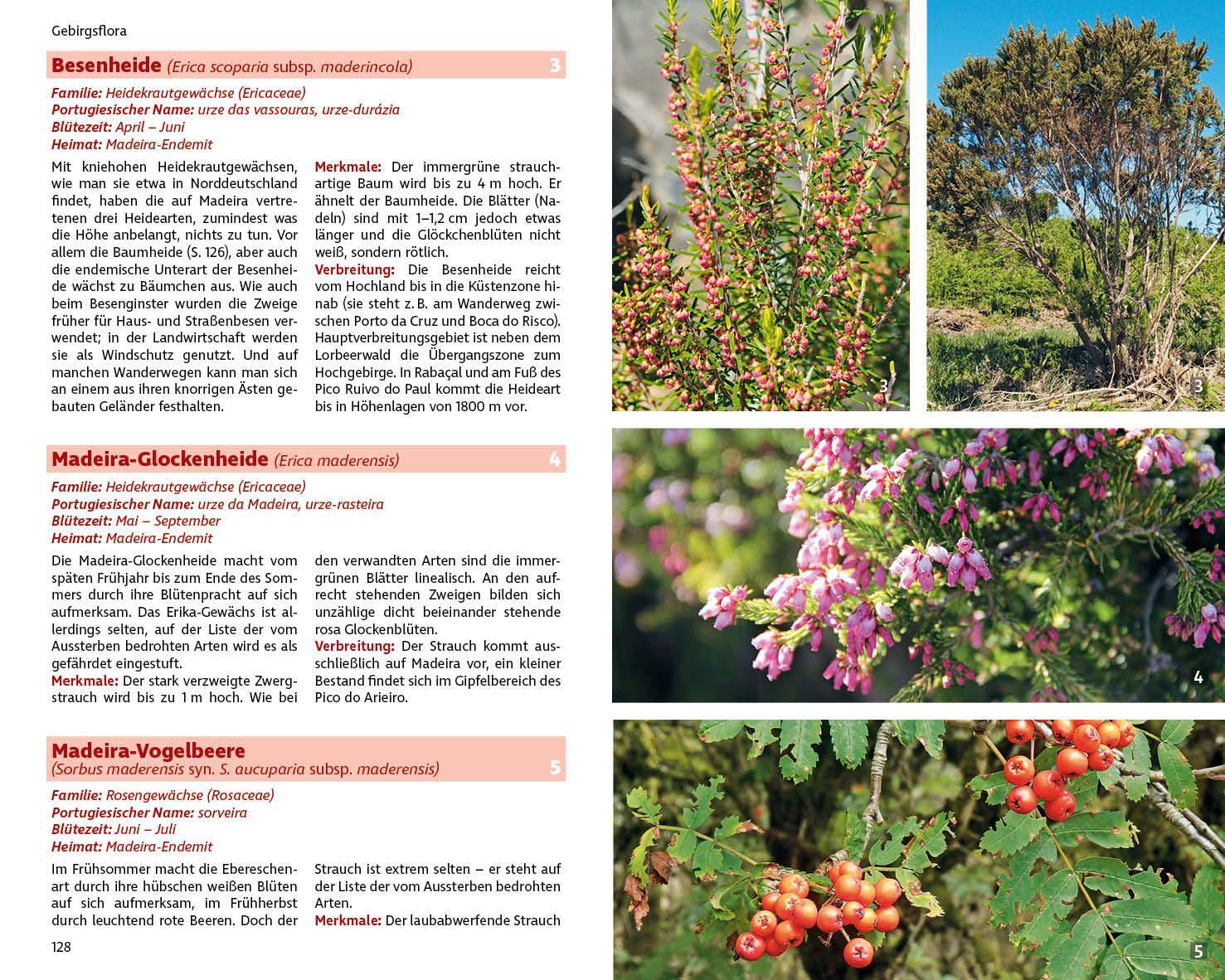 Bild: 9783763361038 | Madeiras Flora | Rolf Goetz | Taschenbuch | Rother Naturführer | 2022