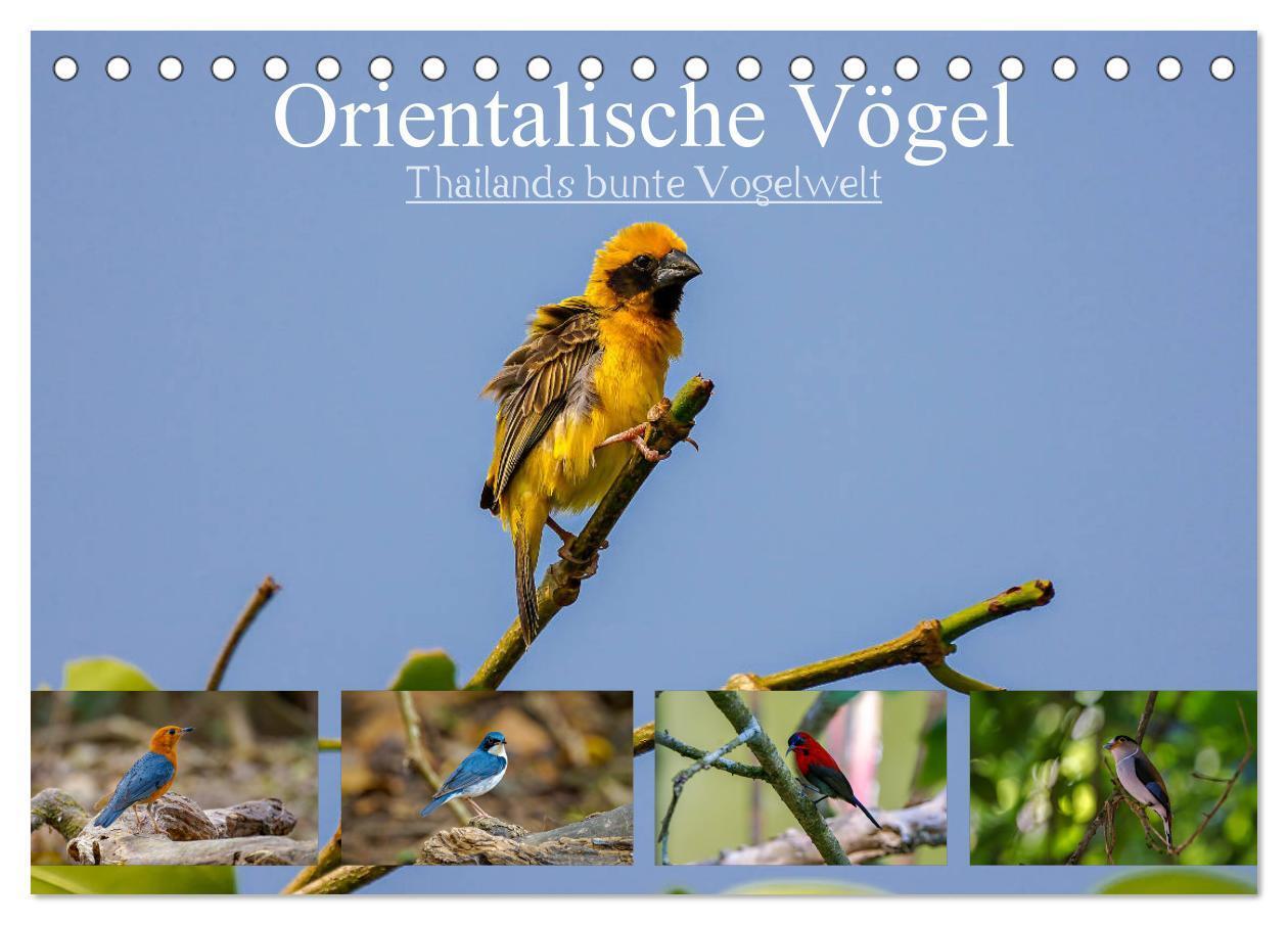 Cover: 9783675812840 | Orientalische Vögel - Thailands bunte Vogelwelt (Tischkalender 2024...