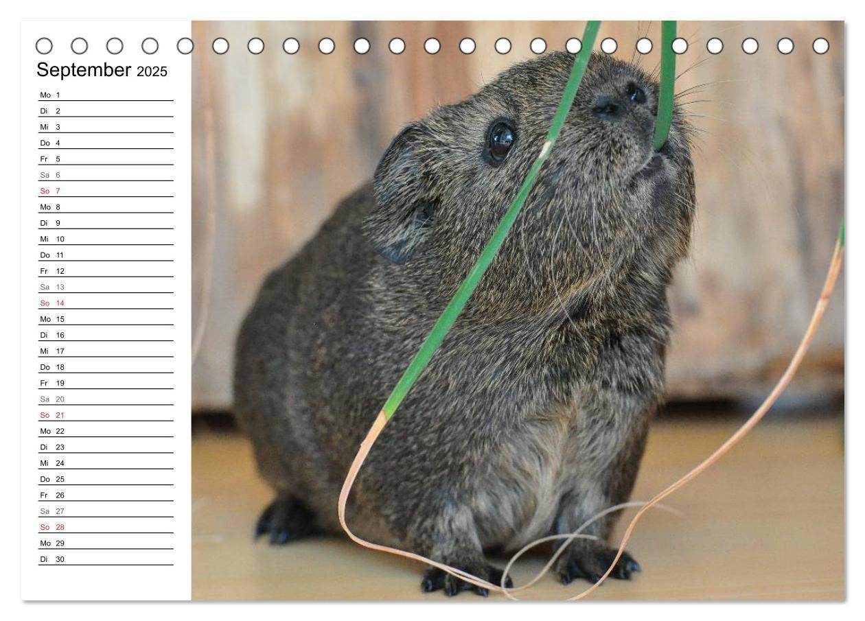 Bild: 9783435718887 | Meerschweinchen Niedliche Herzensbrecher (Tischkalender 2025 DIN A5...