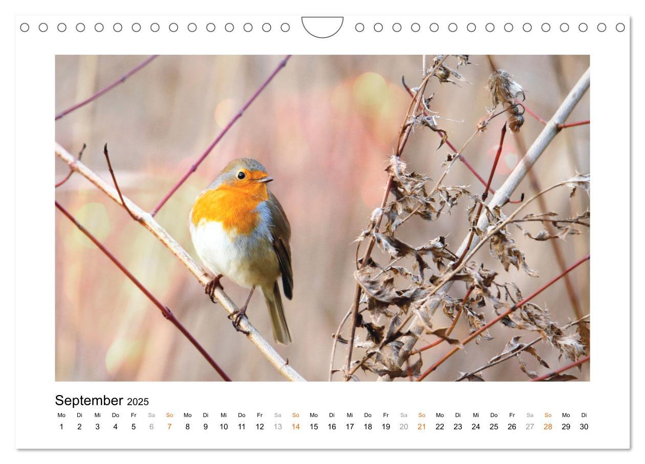 Bild: 9783383915178 | Zauberhafte Rotkehlchen (Wandkalender 2025 DIN A4 quer), CALVENDO...