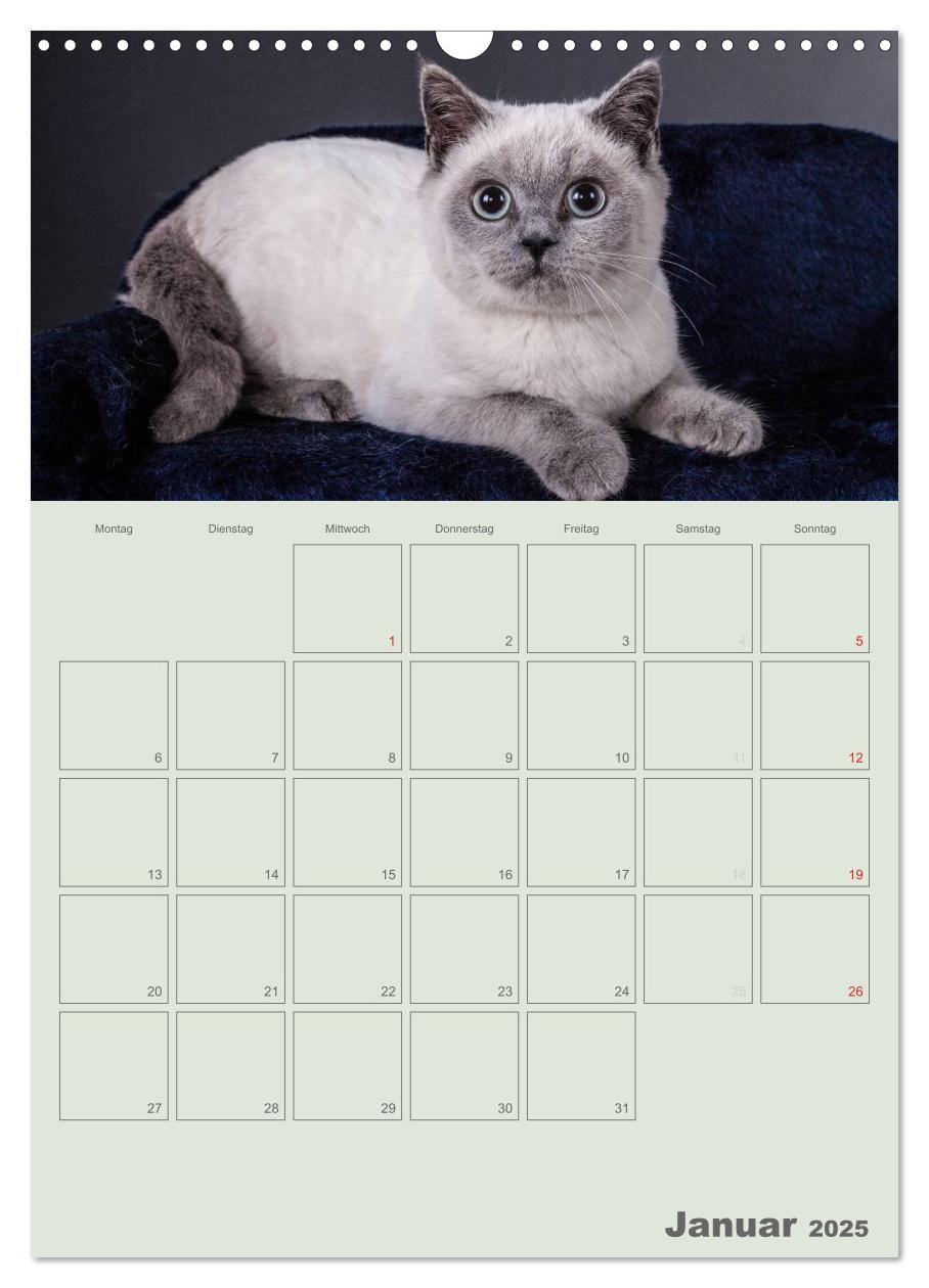 Bild: 9783457074480 | Britisch Kurzhaar Katzen - Planer (Wandkalender 2025 DIN A3 hoch),...