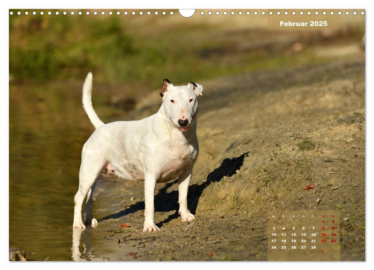 Bild: 9783435341122 | Bullterrier 2025 Frech und fröhlich durch das Jahr (Wandkalender...