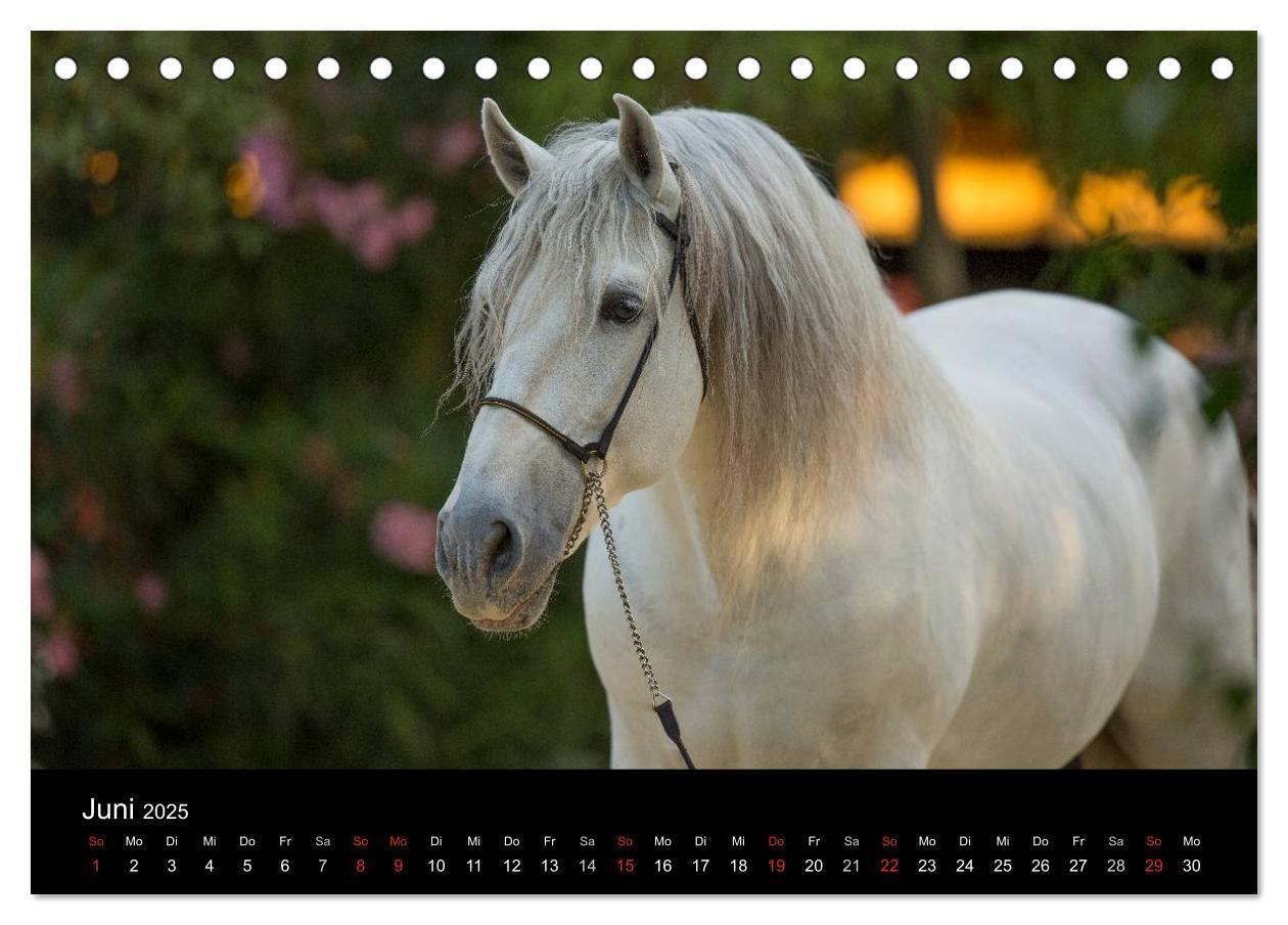 Bild: 9783435636907 | Spaniens stolze Pferde (Tischkalender 2025 DIN A5 quer), CALVENDO...