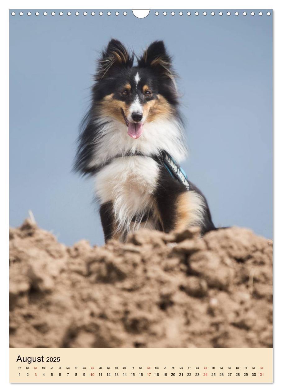 Bild: 9783457040836 | Mit Shelties durchs Jahr (Wandkalender 2025 DIN A3 hoch), CALVENDO...