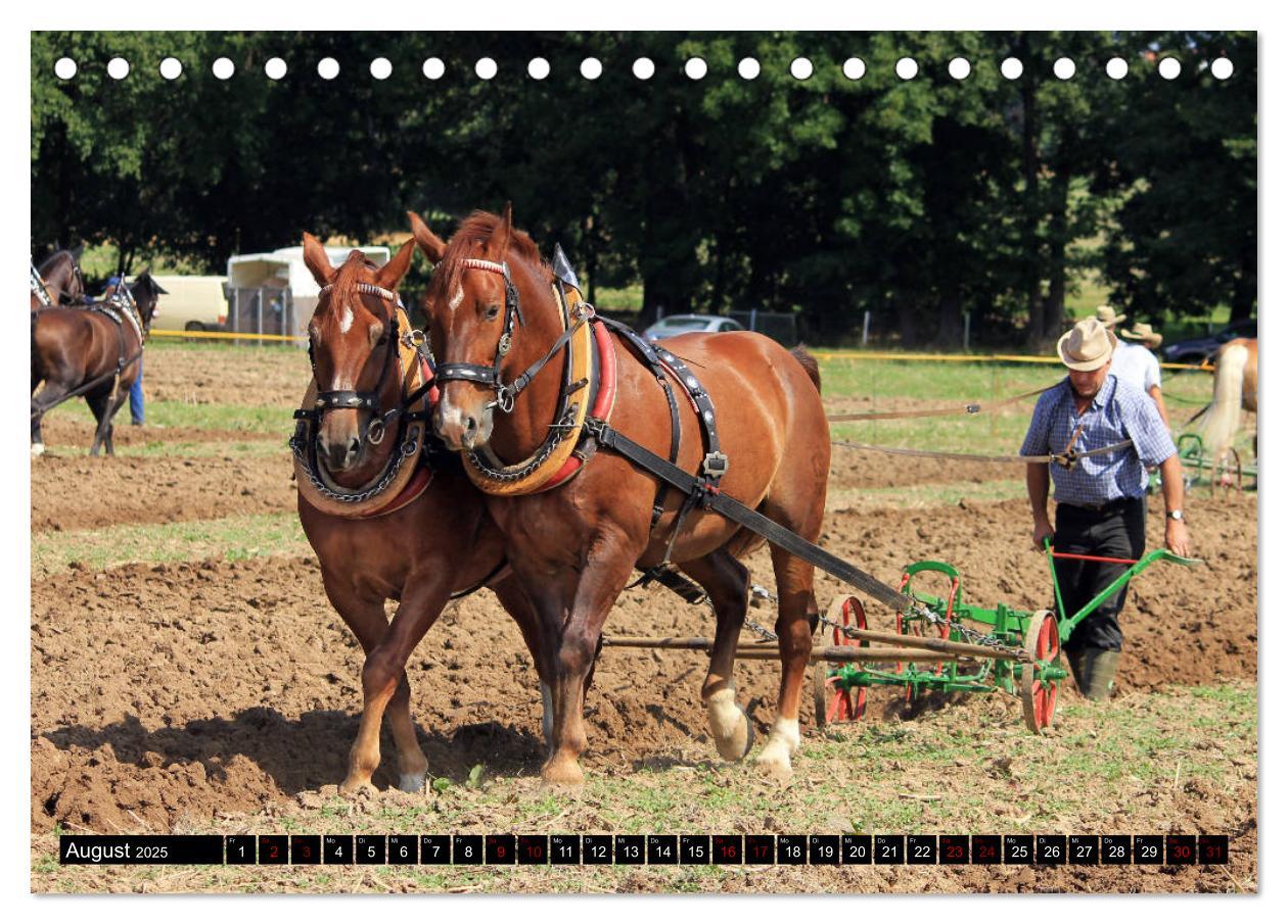 Bild: 9783435394296 | Schwere Warmblüter 2025 (Tischkalender 2025 DIN A5 quer), CALVENDO...