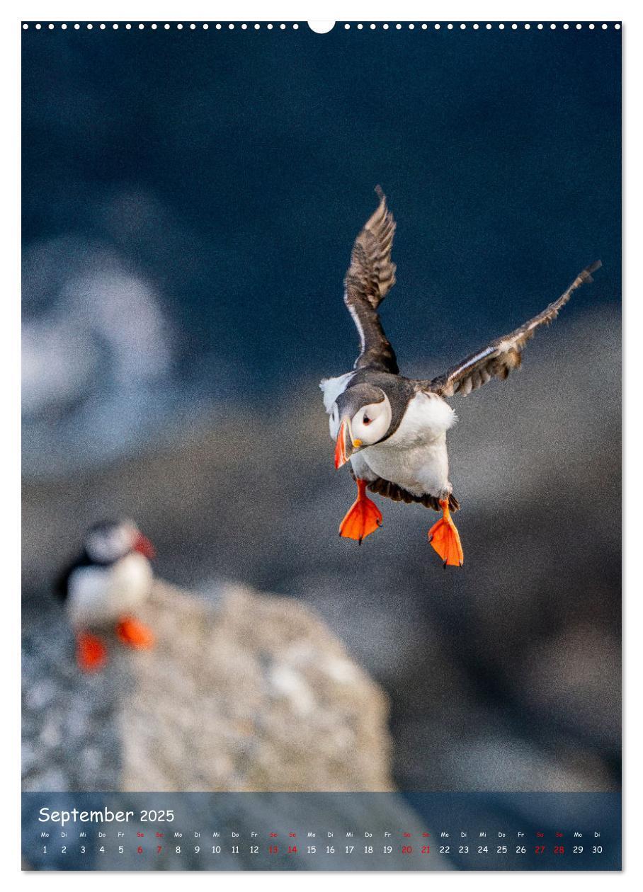 Bild: 9783435849390 | Naturerlebnis Puffin (Wandkalender 2025 DIN A2 hoch), CALVENDO...