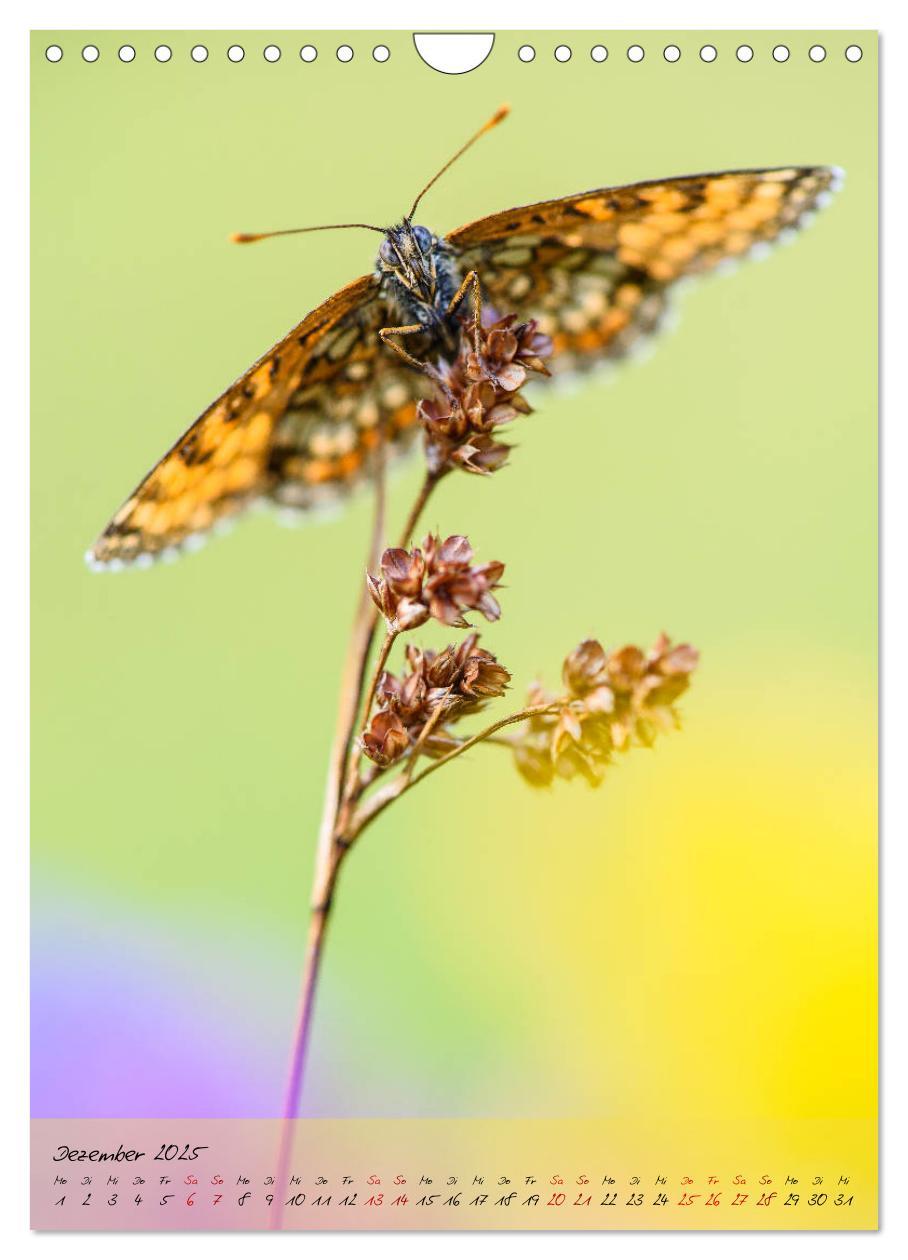 Bild: 9783435976652 | Kunterbuntes Gartenleben - Schmetterlinge in Gärten und Parks...