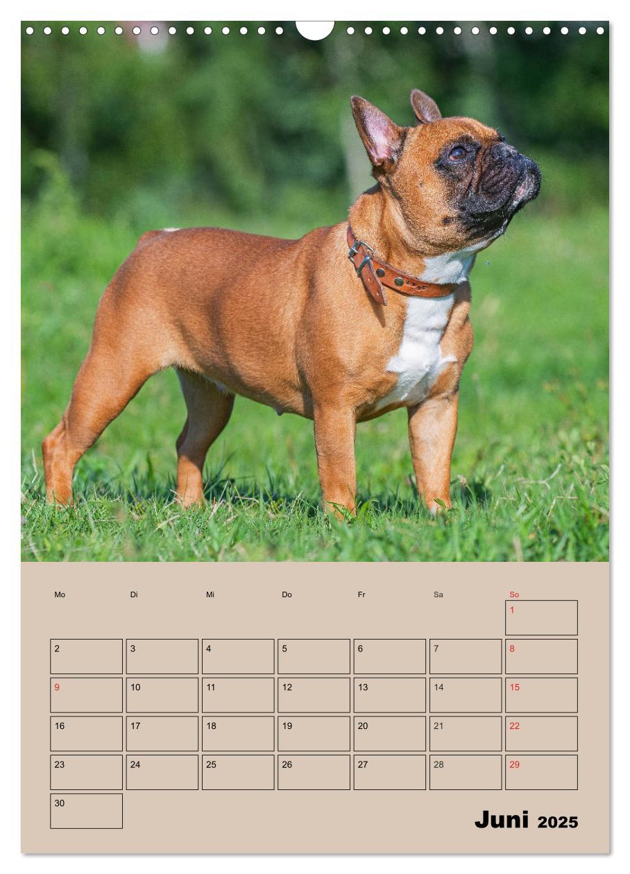 Bild: 9783435959259 | Jahresplaner Französische Bulldogge (Wandkalender 2025 DIN A3...