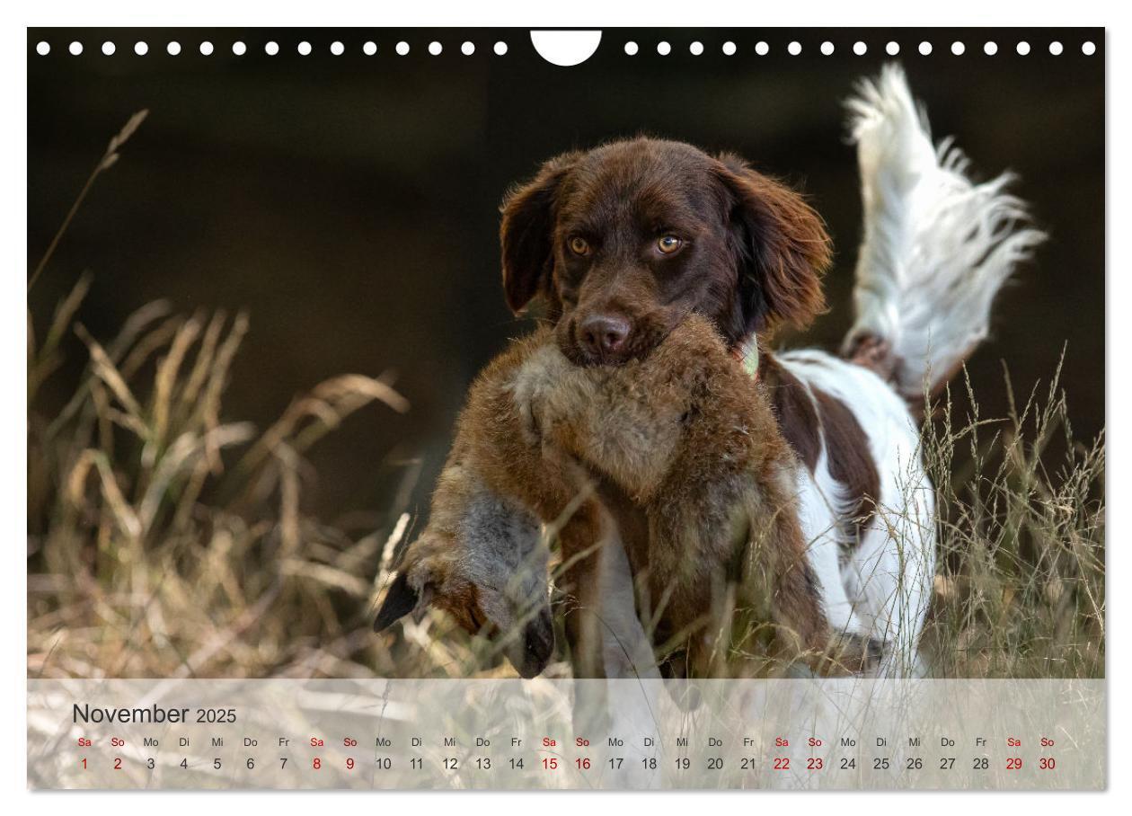 Bild: 9783457155868 | Treue Jagdgefährten Der kleine Münsterländer (Wandkalender 2025 DIN...