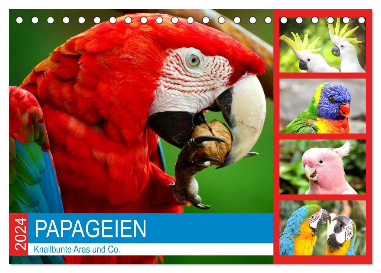 Cover: 9783675448568 | Papageien. Knallbunte Aras und Co. (Tischkalender 2024 DIN A5...