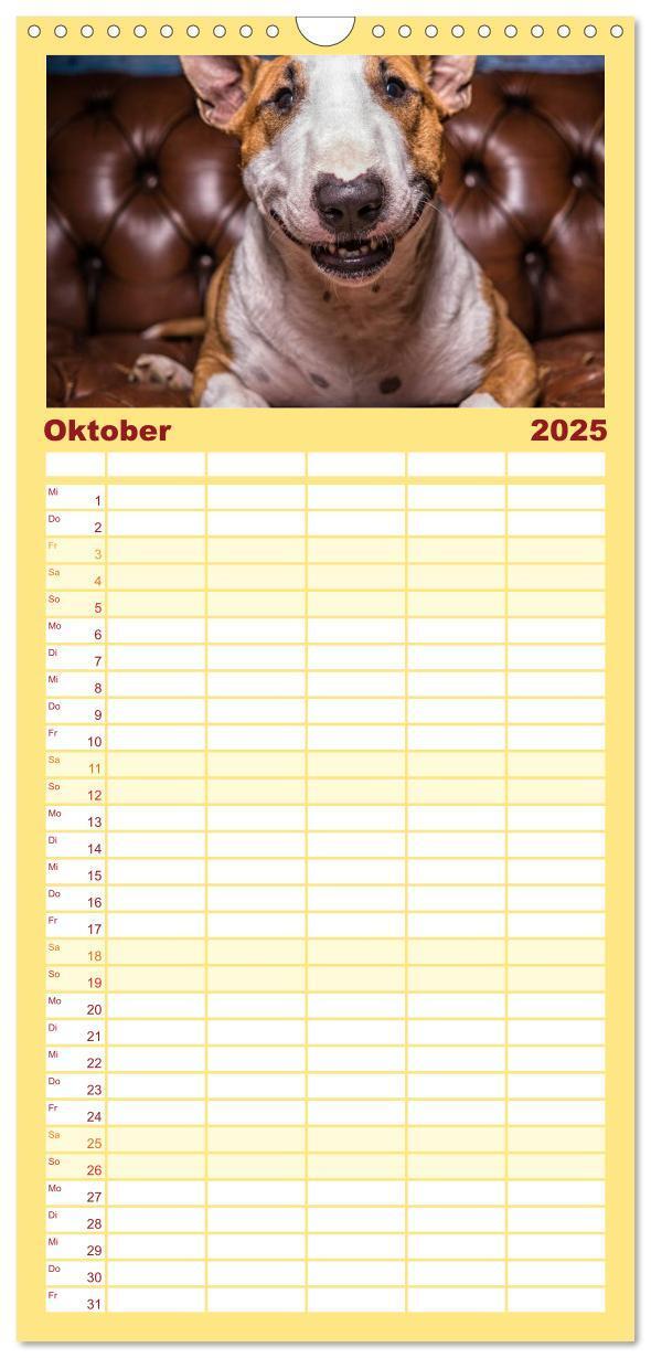 Bild: 9783457123768 | Familienplaner 2025 - Bullterrier mit 5 Spalten (Wandkalender, 21 x...