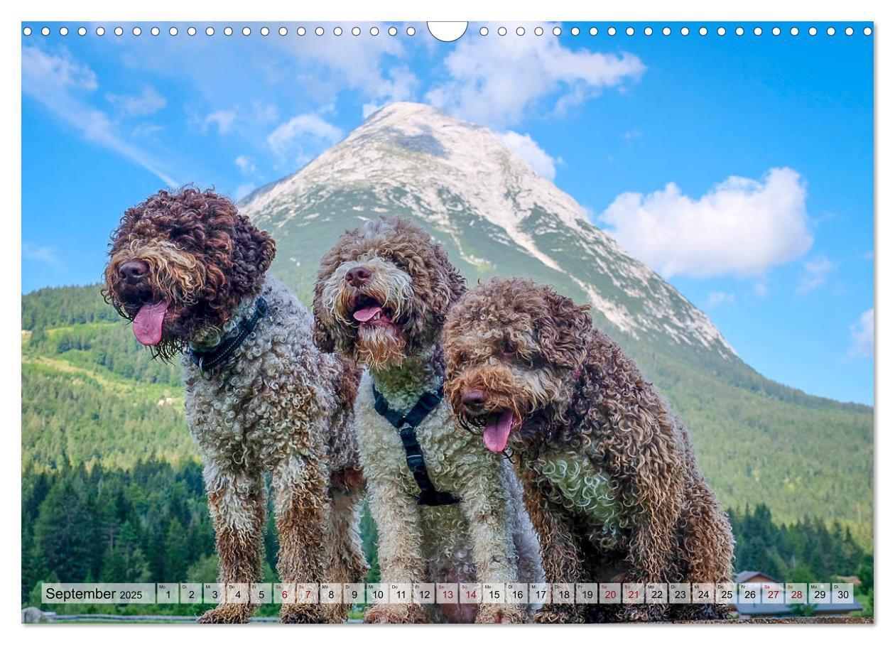 Bild: 9783435295630 | Lagotto Romagnolo in den Alpen 2025 (Wandkalender 2025 DIN A3...