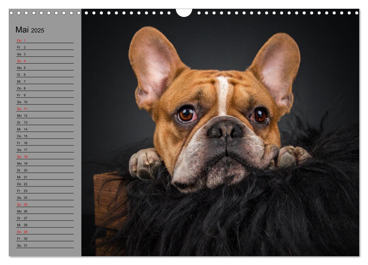 Bild: 9783435030927 | Bullymania - Französische Bulldoggen (Wandkalender 2025 DIN A3...