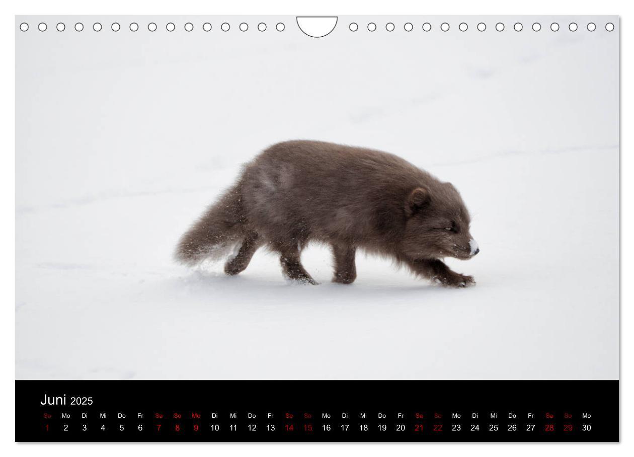 Bild: 9783435441167 | Polarfuchsstudien Wildlife (Wandkalender 2025 DIN A4 quer),...