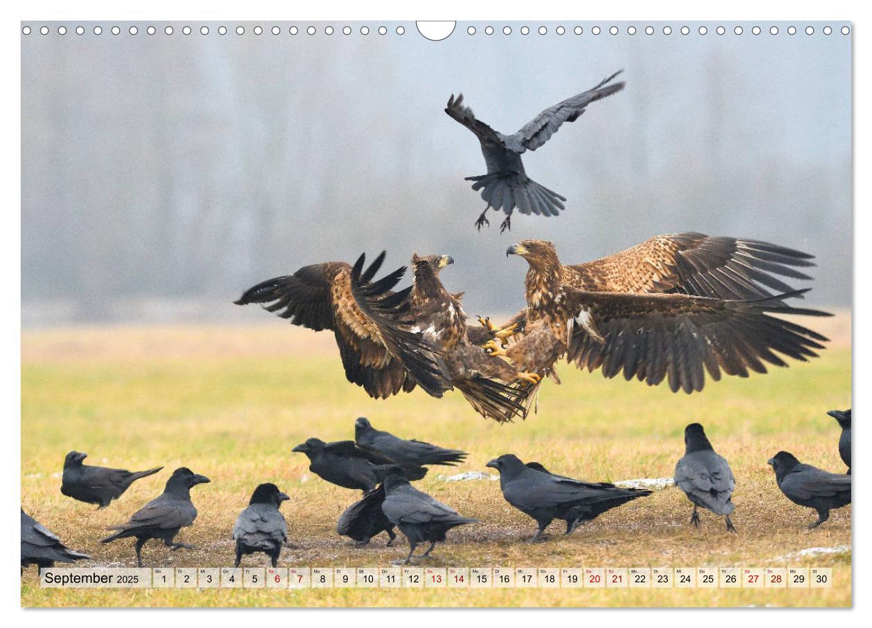 Bild: 9783435230396 | Majestätische Seeadler (Wandkalender 2025 DIN A3 quer), CALVENDO...