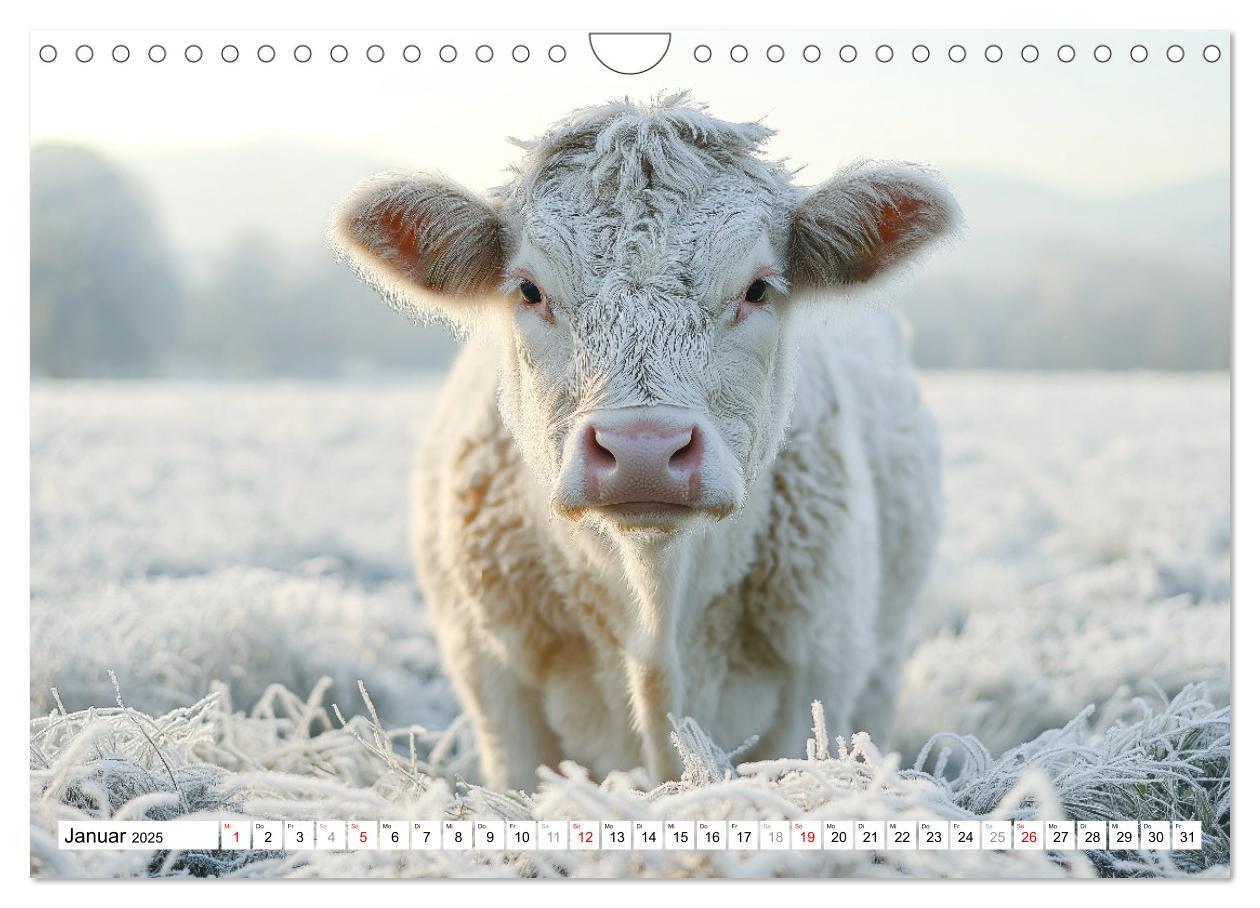 Bild: 9783457210154 | KÜHE AUF DER ALM ¿ Der Kalender aus Bayern (Wandkalender 2025 DIN...